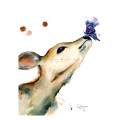 Animals and Wildlife